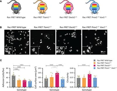 Dock2 generates characteristic spatiotemporal patterns of Rac activity to regulate neutrophil polarisation, migration and phagocytosis